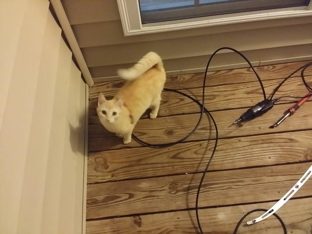 Meow.